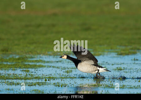 Barnacle goose (Branta leucopsis) di prendere il volo da acqua, Texel, North Holland, Paesi Bassi Foto Stock