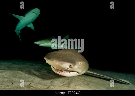 Nightdive, Lo squalo limone (Negaprion brevirostris), Notte, Tiger Beach, Bahamas, dei Caraibi e America centrale Foto Stock