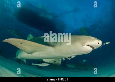Lo squalo limone (Negaprion brevirostris) lato inferiore, Tiger Beach, Bahamas, dei Caraibi e America centrale Foto Stock