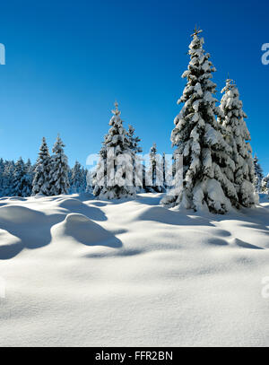 Bosco di abeti con la neve, il paesaggio ricoperto di neve in inverno, Parco Nazionale di Harz, in Schierke, Sassonia-Anhalt, Germania Foto Stock