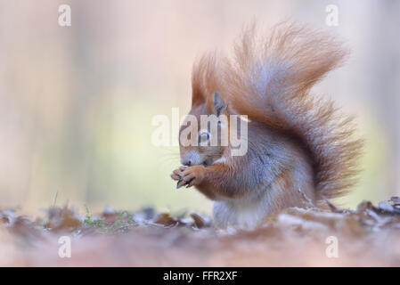 Eurasian red squirrel (Sciurus vulgaris) looking for food, old autumn leaves, Saxony, Germany Foto Stock