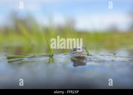 Moor frog (Rana arvalis), colorate in blu maschio di accoppiamento durante la stagione riproduttiva in acque, Elba, Sassonia-Anhalt, Germania