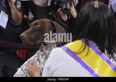 New York, Stati Uniti d'America. Il 16 febbraio, 2016. C.J., un tedesco shorthaired puntatore assume uno sguardo intorno dopo la vittoria del Best in Show presso il centoquarantesimo Westminster Kennel Club dog show Martedì, Febbraio 16, 2016 a New York. Credito: Shoun Hill/Alamy Live News Foto Stock