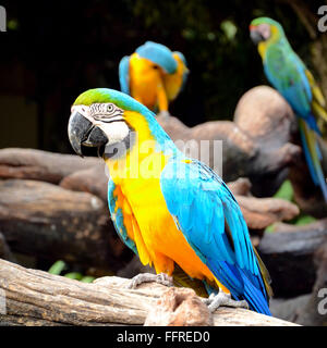 Blu-giallo macaw o blu e oro macaw (Ara ararauna) Foto Stock