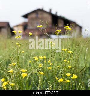 Messa a fuoco selettiva su giallo fiori selvatici. Sullo sfondo di un vecchio italiano farm house. Foto Stock