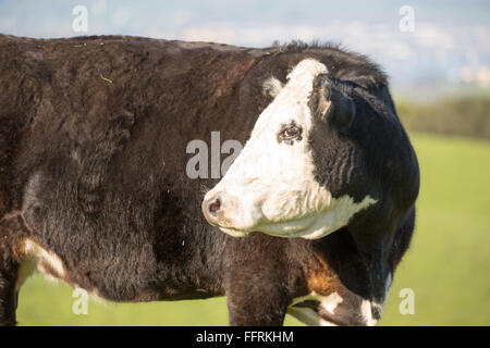 Mucca in pascolo Briones Parco Regionale dei prati Foto Stock