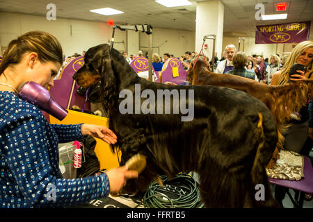New York, Stati Uniti d'America. Il 16 febbraio, 2016. Una donna con un asciugacapelli nascosto sulla sua spalla stallieri suo Gordon setter prima di sera la concorrenza presso il centoquarantesimo Westminster Kennel Club Dog Show al Madison Square Garden. Credit: Ed Lefkowicz/Alamy Live News Foto Stock