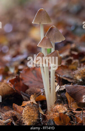 Clustered toughshank, Collybia confluens Foto Stock