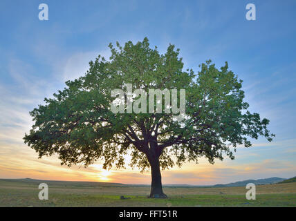 Solitaria quercia al tramonto Foto Stock