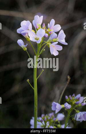 Il cuculo flower lady's smock cardamine pratensis Foto Stock