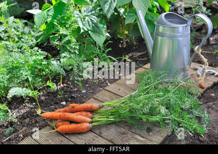 La freschezza di carote sul terreno con un annaffiatoio in un orto Foto Stock