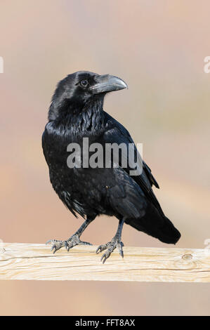 In canarie corvo imperiale (Corvus corax canariensis) appollaiato su un ramo, Fuerteventura, Isole Canarie, Spagna Foto Stock