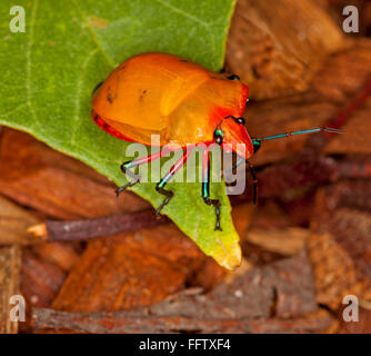 Spettacolare vivido arancione di insetto, arlecchino / gioiello bug, Tectocoris diophthalmus sul verde smeraldo hibiscus foglia in Australia Foto Stock