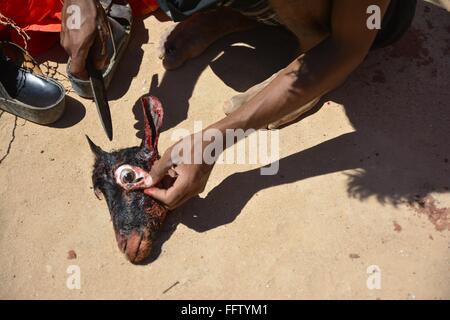 Una canzone d'amore di isola di Socotra "donne yemenite con combattimenti di acqueviti" - 14/11/2014 - Yemen - 15.Qadeeb e Socotra, Yemen su Foto Stock