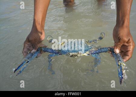 Una canzone d'amore di isola di Socotra "donne yemenite con combattimenti di acqueviti" - 23/01/2015 - Yemen - 21.Detwah Lagoon e Socotra, Ye Foto Stock