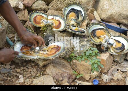 Una canzone d'amore di isola di Socotra "donne yemenite con combattimenti di acqueviti" - 23/01/2015 - Yemen - 23.Detwah Lagoon e Socotra, Ye Foto Stock