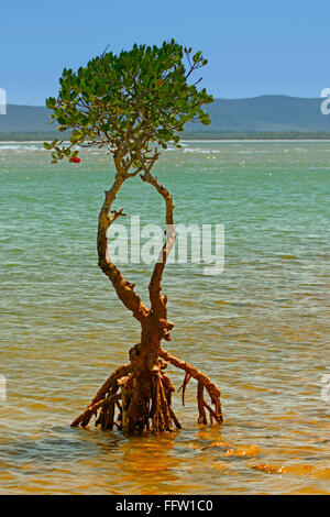 Solitario albero di mangrovie con radici aeree esposte in crescita in poco profonde acque blu di estuario del fiume sulla costa di Australia sotto il cielo blu Foto Stock