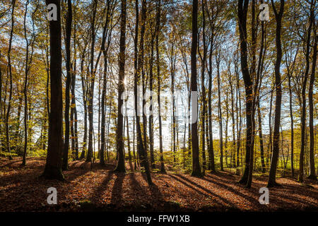 Legno di faggio in autunno con la luce del sole in streaming rivelando colori dorati Foto Stock