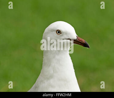 Close-up di alert faccia con occhi luminosi di argento australiano gabbiano seagull Chroicocephalus novaehollandiae contro Smeraldo sfondo verde Foto Stock