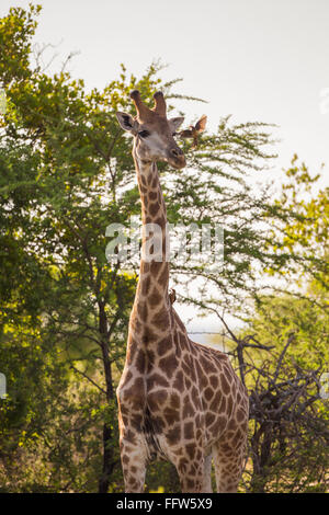 Una giraffa e un amichevole Red Oxpecker bird Foto Stock