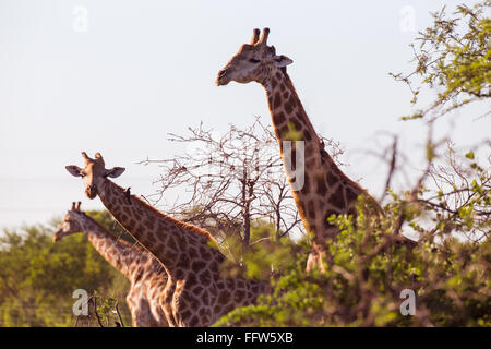 Tre le giraffe inceppato il loro collo fuori Foto Stock