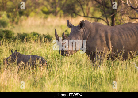 Un rinoceronte bianco madre e il suo bambino vitello Foto Stock