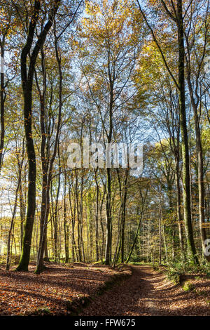 Legno di faggio in autunno con la luce del sole in streaming rivelando colori dorati Foto Stock