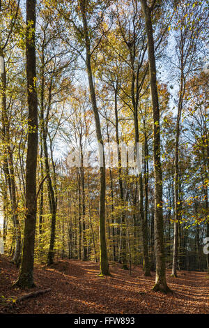 Legno di faggio in autunno con la luce del sole in streaming rivelando colori dorati Foto Stock