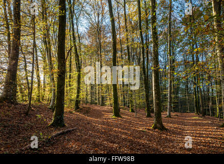 Legno di faggio in autunno con la luce del sole in streaming rivelando colori dorati Foto Stock