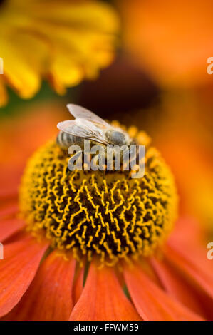 Singolo lavoratore bee alimentazione su orange helenium polline closeup Foto Stock