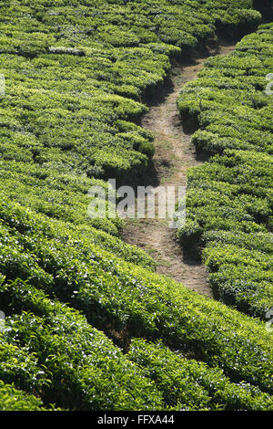 Piante da tè Nome latino Camellia sinensis fogliame fresco e teneri lascia il piede strada nei giardini del tè a Munnar, Kerala India Foto Stock