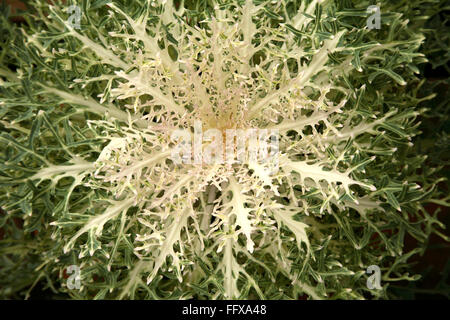 Kale, Brassica oleracea var acephala, gruppo acephala, Brassica oleracea, cavolo, India, Asia Foto Stock