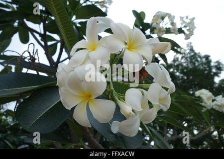 Fiori di colore bianco su un albero frangipani, Plumeria sp., un ornamentali piante tropicali, Bangkok, Thailandia Foto Stock