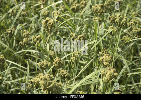 Miglio di dito Eleusine coracana , l'amarico conosciuto anche come miglio africano o ragi grano di cibo Foto Stock