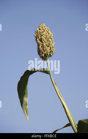 Grano , nei pressi di ups di mais di jawar jawari sorgo nel campo , Maharashtra , India Foto Stock