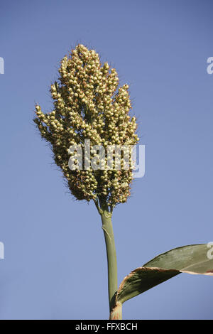 Grano , nei pressi di ups di mais di jawar jawari sorgo nel campo , Maharashtra , India Foto Stock