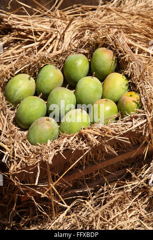 Frutti , raw alphanso verde manghi o hapus conservati nella paglia per la maturazione in cassetta di legno Foto Stock