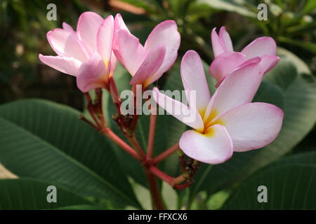 Fiori di colore rosa su un albero frangipani, Plumeria sp., un ornamentali piante tropicali, Bangkok, Thailandia Foto Stock