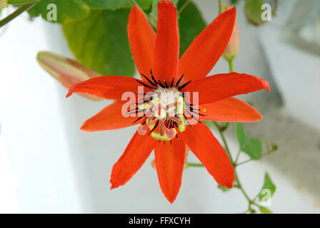 Passione Rossa singolo fiore di Passiflora coccinea red granadilla dieci petali Foto Stock