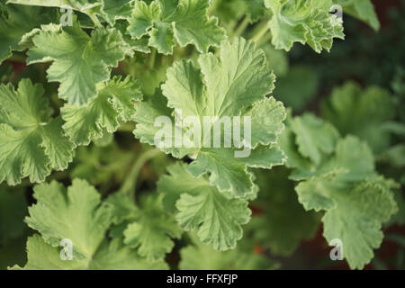 Geranio profumato dolce, geranio, Pelargonio graveolens, India, Asia Foto Stock