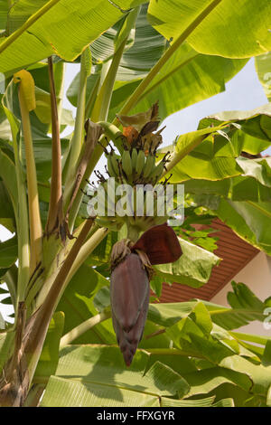 Lady-dito lo zucchero o le banane, Musa acuminata, verde frutti e fiori maschio sulla pianta, Bangkok, Thailandia Foto Stock