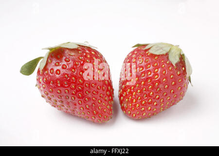 Frutta , Fragola Fragaria Ananassa su sfondo bianco Foto Stock