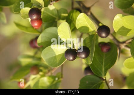 Frutta , Karonda Karwanda Carissa carandas cresciuto naturalmente sulla pianta Foto Stock