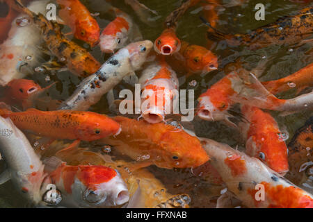Carpe Koi in uno stagno ornamentale, Bangkok, Thailandia Foto Stock