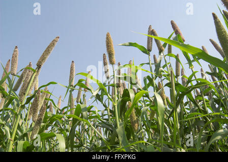 Miglio di perla pennisetum glaucum campo nel villaggio di Dimba , Quartiere Pune , Maharashtra , India Foto Stock