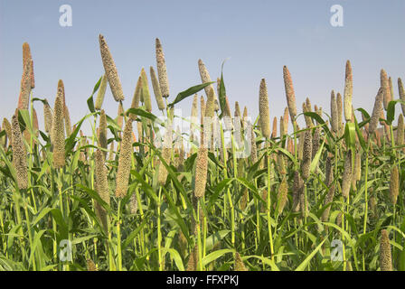 Miglio di perla pennisetum glaucum campo nel villaggio di Dimba , Quartiere Pune , Maharashtra , India Foto Stock