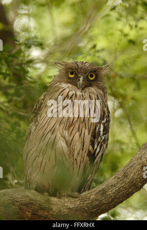 Uccello , pesce marrone Owl Ketupa zeylonensis seduta su albero , Corbett Riserva della Tigre , Uttaranchal , India Foto Stock