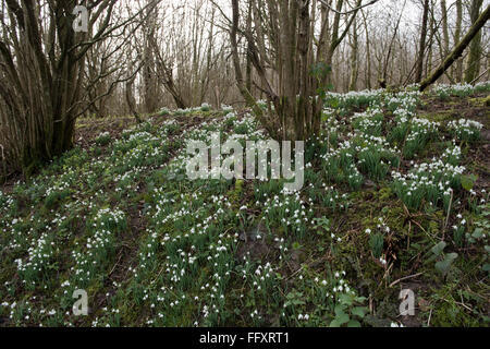 Snowdrops, Galanths nivalis, flowering in a woodland setting of coppiced hazel in late winter., Berkshire, February Foto Stock