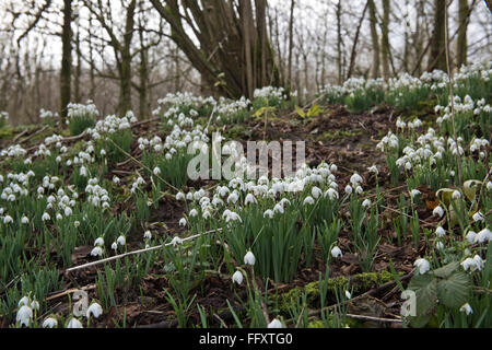 Bucaneve, Galanths nivalis, fioritura in una zona boschiva di cedui hazel nel tardo inverno., Berkshire, Febbraio Foto Stock