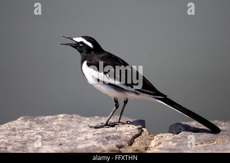 White browed wagtail uccello bianco e nero Foto Stock